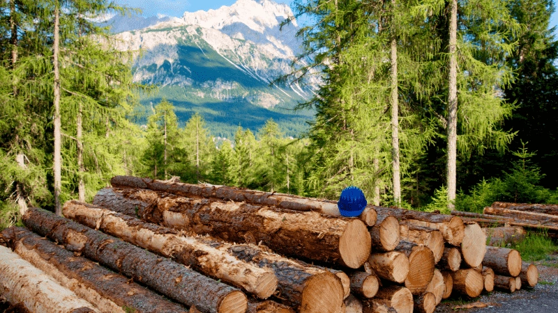 Moving lumber in the forest